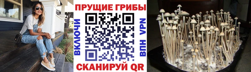 закладка  МЕГА маркетплейс  Псилоцибиновые грибы Cubensis  Голицыно 